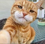 Shinunoga E wa Fujii Kaze