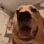 Dog screaming like Demoman