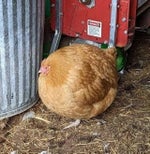 Mommy that ไก่กลม