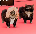 apa apa cat