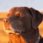 Cooked Dog Let me know