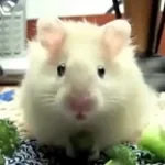 Nom Nom Nom Nom Nom Nom Nom - Parry Gripp