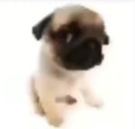 Vai tomar no cu piranha - Alto - Sound