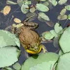 American bullfrog