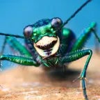 Six-spotted tiger beetle
