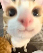 Fetch Me Their Soul Black Cat Meme