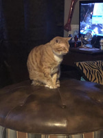 cat purr sound effect (hd)