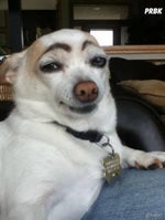 NOISESTORM - CRAB RAVE [MONSTERCAT RELEASE]