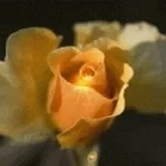 yellow rose of texas part 1