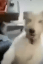 dog laugh low quality