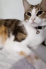 1nonly Step Back! ft.