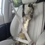 sweep gotta sweepfreakyyy