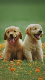 01 NARCISISTA SERESTA DO HC 4