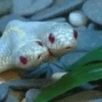 serpent 2
