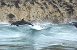 Bottlenose Dolphin Clicks
