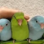 DEATH TO THE METAL BIRDS