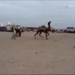 nu ska vi köra desert