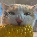 Efecto de sonido de aguila