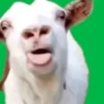 Goat Bla Bla Bla