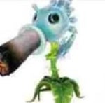 Peashooter Celebrate 1