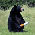 Clash of Clans Intro QuickSounds