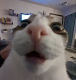 Mr. Owl