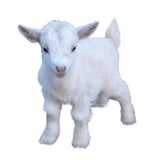Would you rather eat a baby goat or a matter baby #shorts - Sound