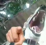 fish slap baby #memes