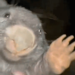Bóbr kurwa