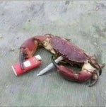 Manuellsen LÜGE! LÜGE!