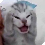 vestia zeta halo sayang