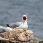 the loudest thing ever