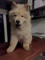 Cupcakke Gulp Gulp Gulp sound effect