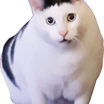 huh cat