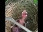 Bird Moaning - Sound