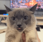 I want a stove, a tv, a washing machine, a speaker, a switch