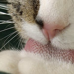 Meow sad