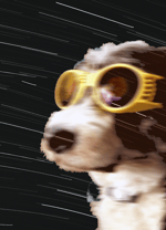 Bird staring meme (shoebill)