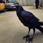 caw