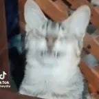 demonic ahh laugh - Sound