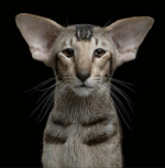 ¡Líneas de voz de KIT! Brawl Stars