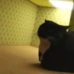 backrooms (looping the rooms)