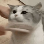 BIG AND SMALL TOOTHBRUSH% WR 22 17s