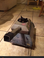 Cat Scream