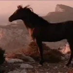 Cavalo Homossexual Das Montanhas