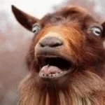 Screaming Goat