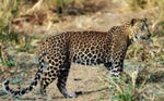 Leopard snarls sound
