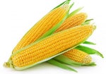 ITS CORN Earrape EXTENDED