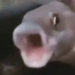 REAL FARM ANIMAL SOUNDS WITHOUT MUSIC