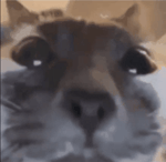 are you really silly kopie